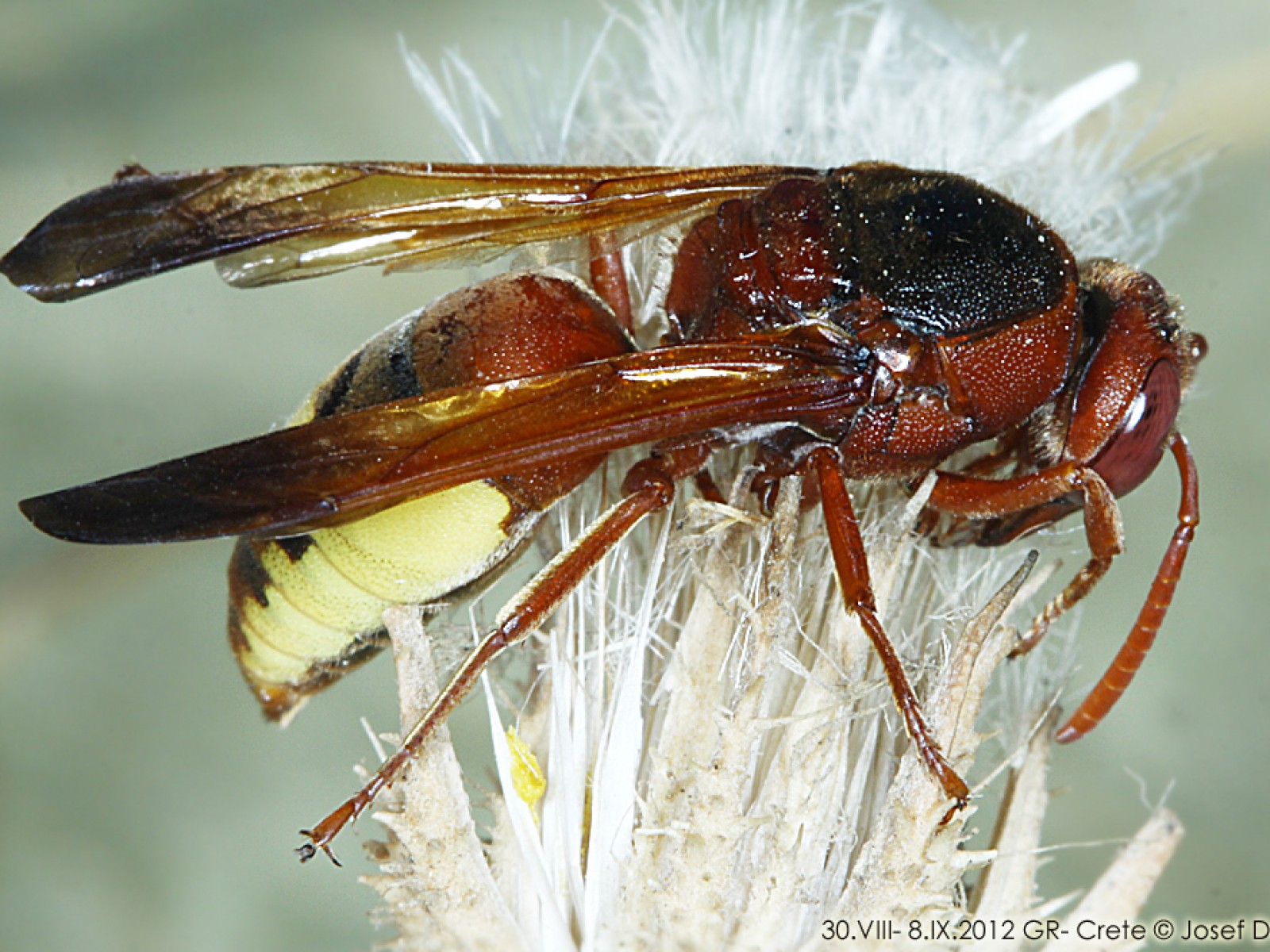 Aculeate Wasps : (Vespidae) Rhynchium oculatum