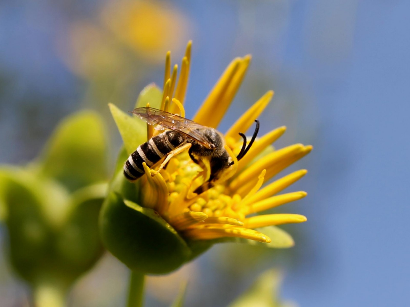 Bees : (Apidae) Halictus scabiosae