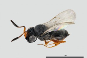 Other parasitoids : (Platygastridae) Trissolcus basalis
