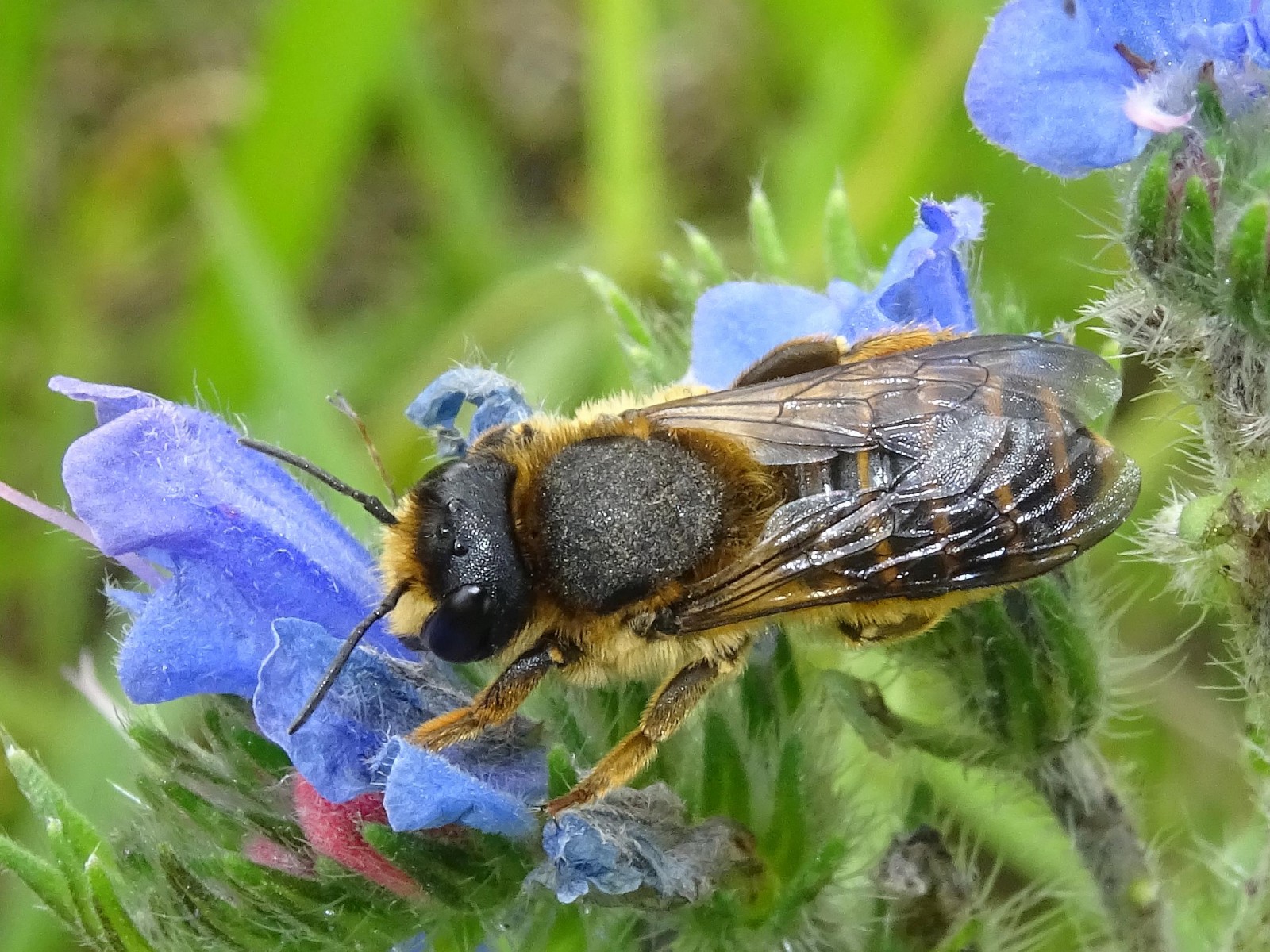 Bees : (Megachilidae) 
