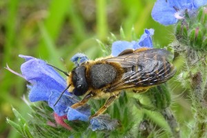 Bees : (Megachilidae) 