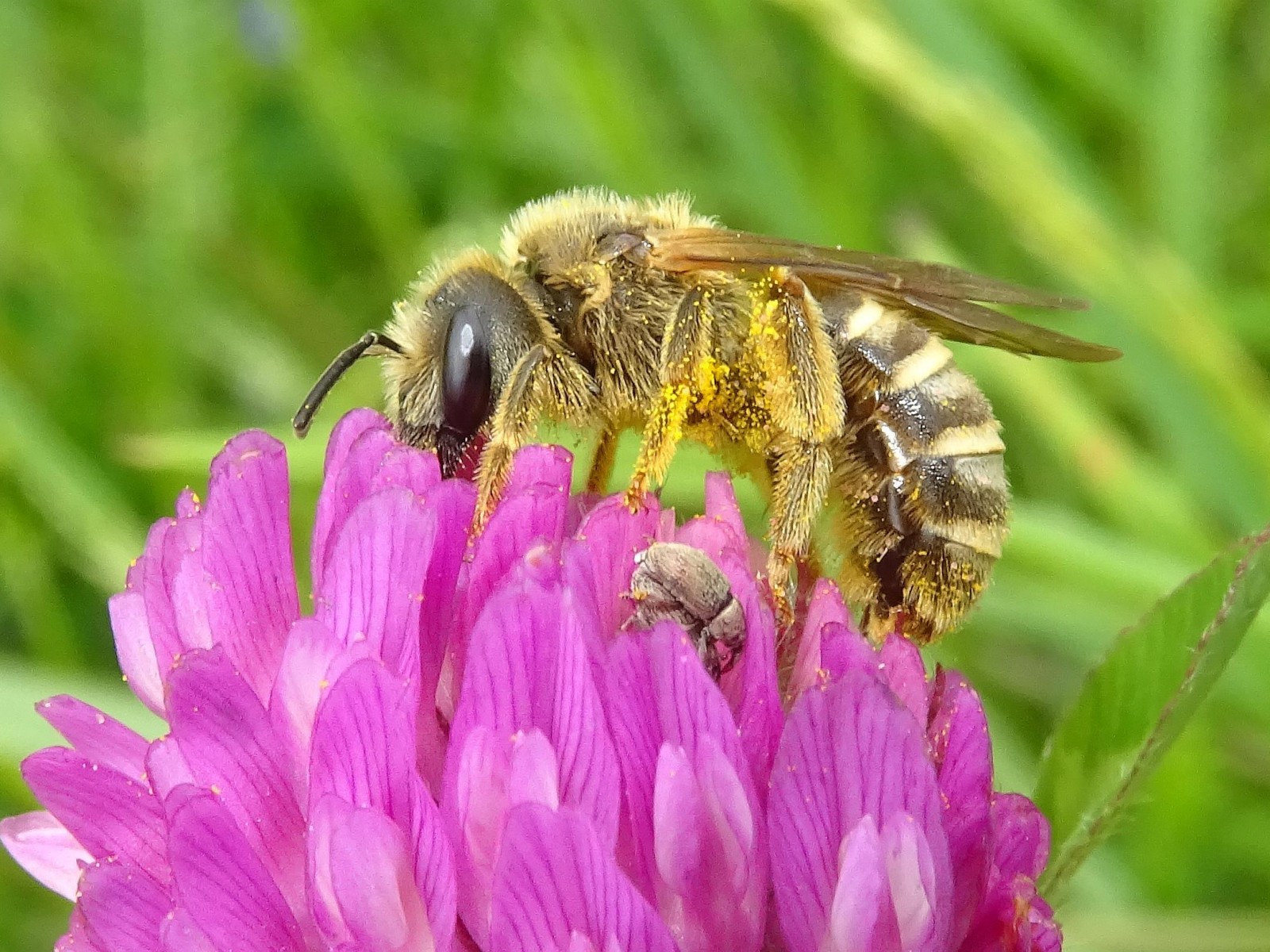Bees : (Apidae) Halictus scabiosae