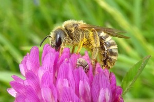Bees : (Apidae) Halictus scabiosae
