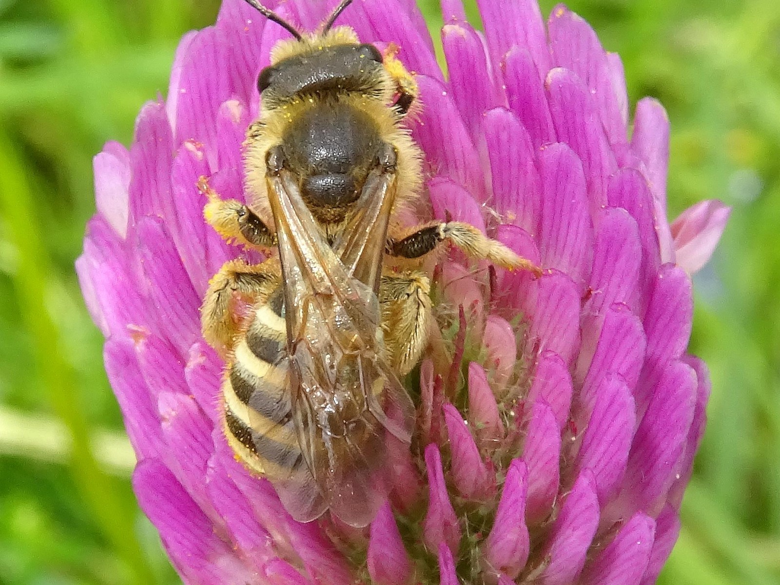 Bees : (Apidae) Halictus scabiosae