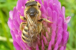 Bees : (Apidae) Halictus scabiosae