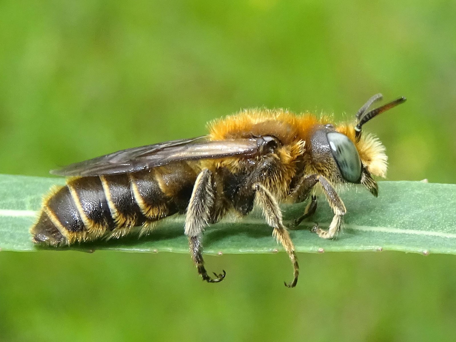 Bees : (Megachilidae) Hoplitis adunca