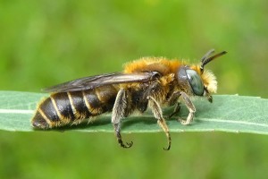 Bees : (Megachilidae) Hoplitis adunca