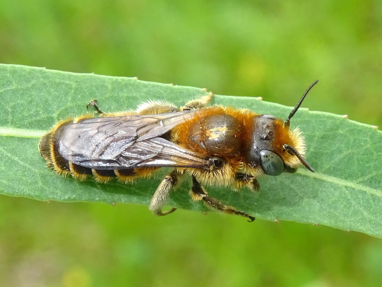 Bees : (Megachilidae) Hoplitis adunca