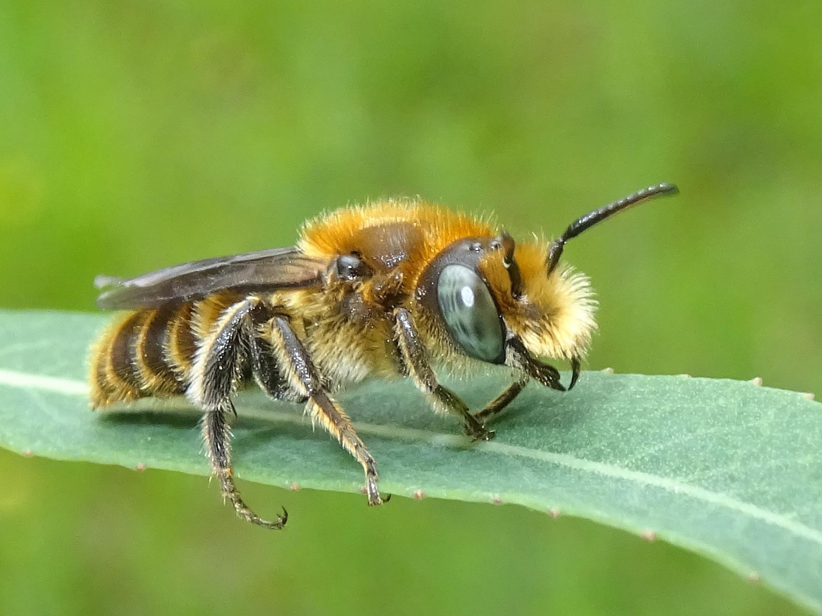 Bees : (Megachilidae) Hoplitis adunca