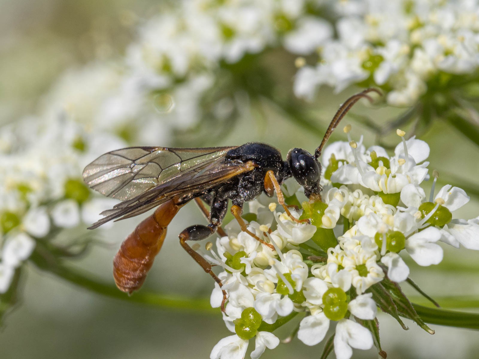 Ichneumonid and braconid wasps : (Ichneumonidae) Tryphon atriceps