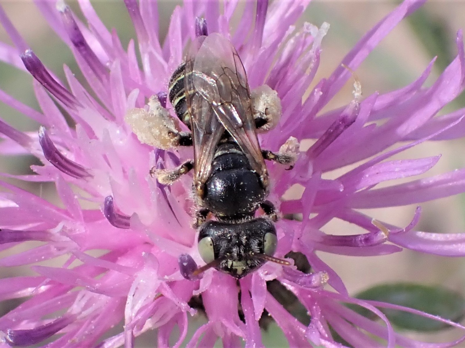 Bees : (Andrenidae) Camptopoeum friesei
