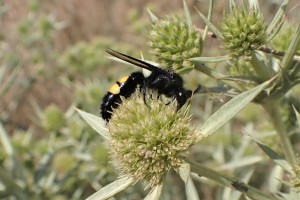 Aculeate Wasps : (Scoliidae) Scolia hirta