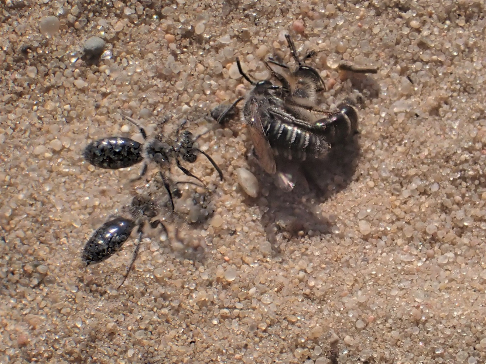 Bees : (Andrenidae) Andrena argentata