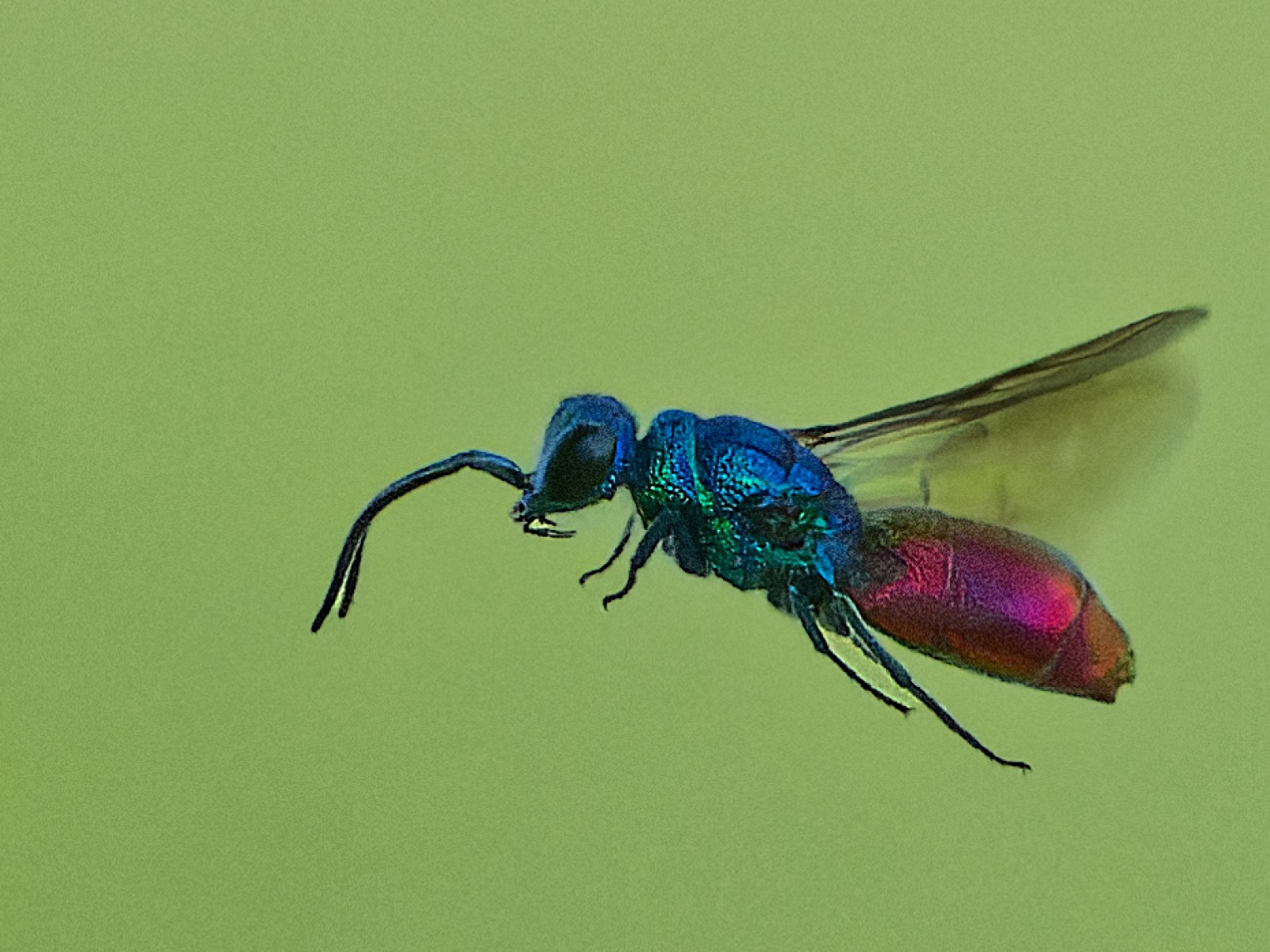 Aculeate Wasps : (Chrysididae) 