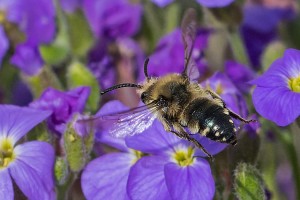 Bees : (Apidae) Melecta albifrons