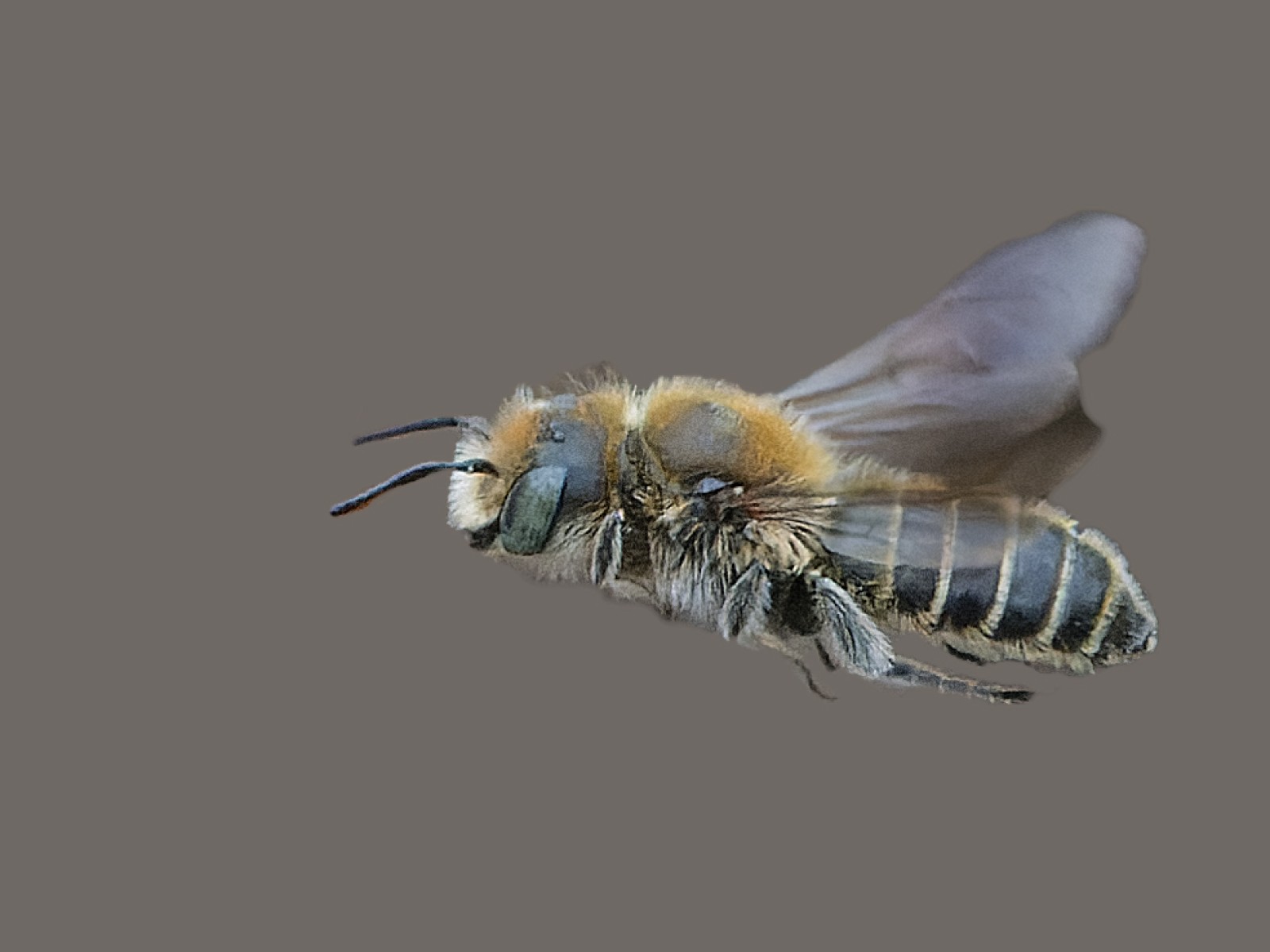 Bees : (Megachilidae) Hoplitis adunca