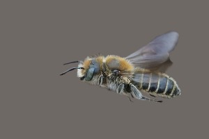 Bees : (Megachilidae) Hoplitis adunca