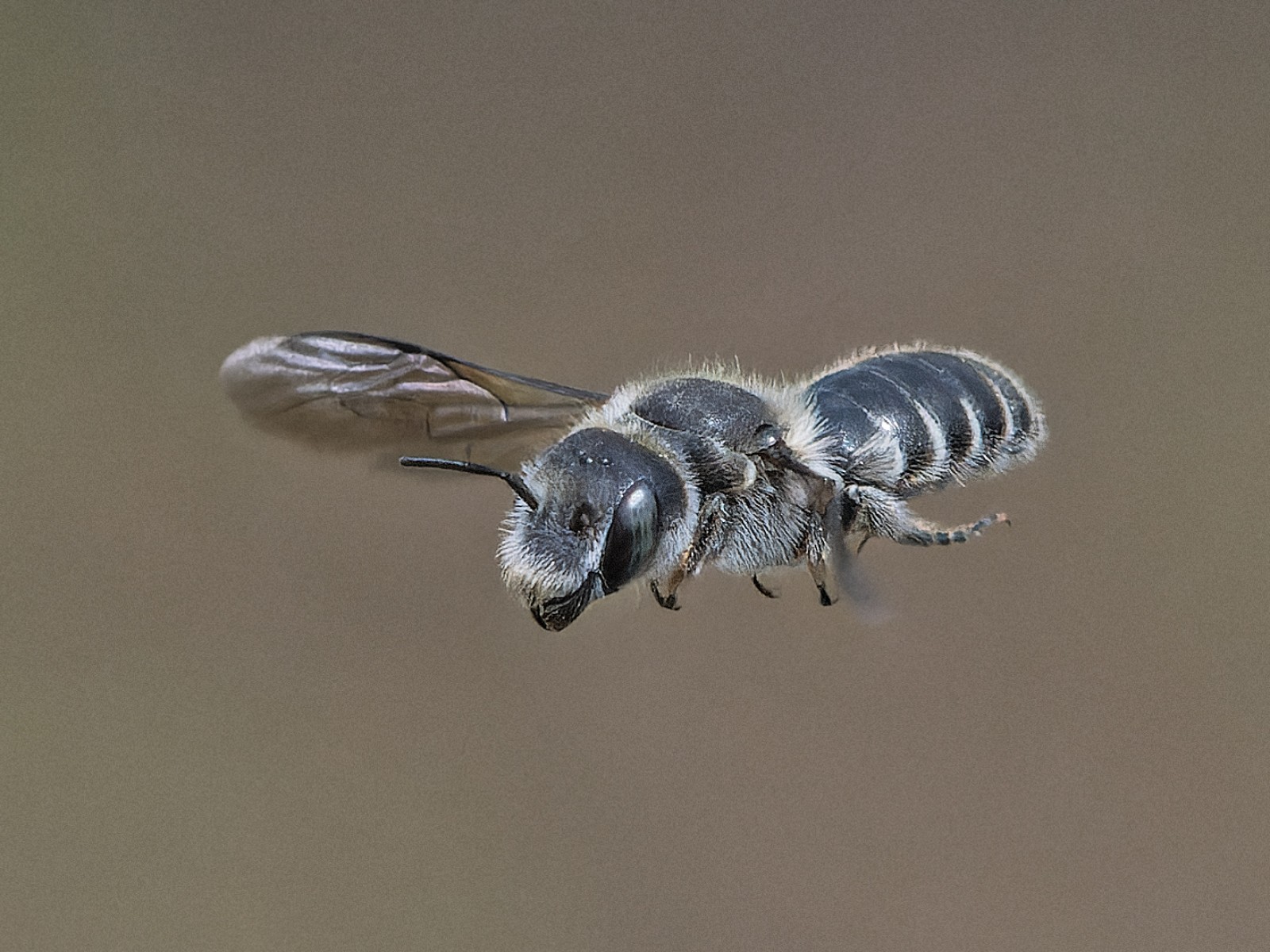 Bees : (Megachilidae) Hoplitis adunca