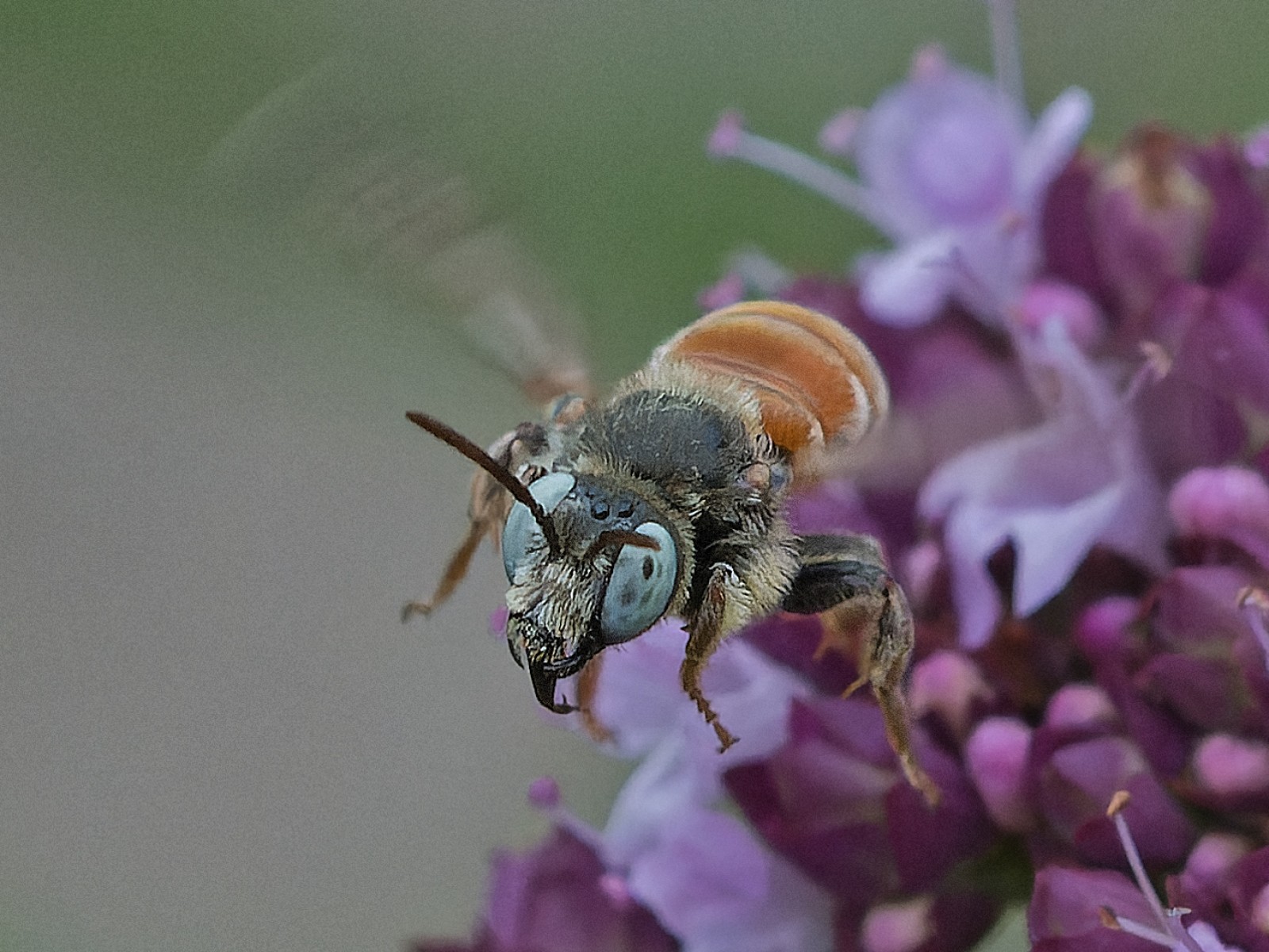 Bees : (Apidae) Epeoloides coecutiens
