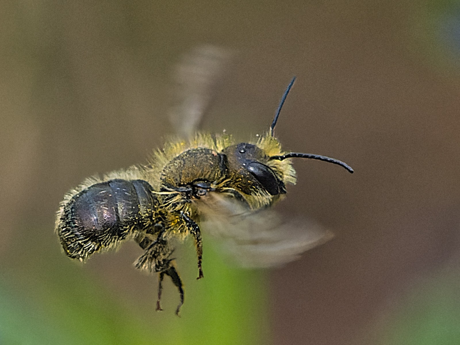 Bees : (Megachilidae) 