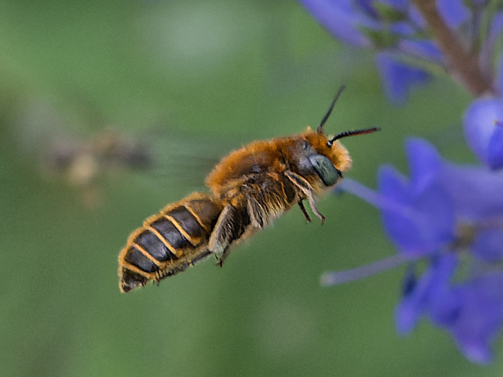 Bees : (Megachilidae) Hoplitis adunca
