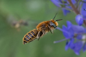 Bees : (Megachilidae) Hoplitis adunca