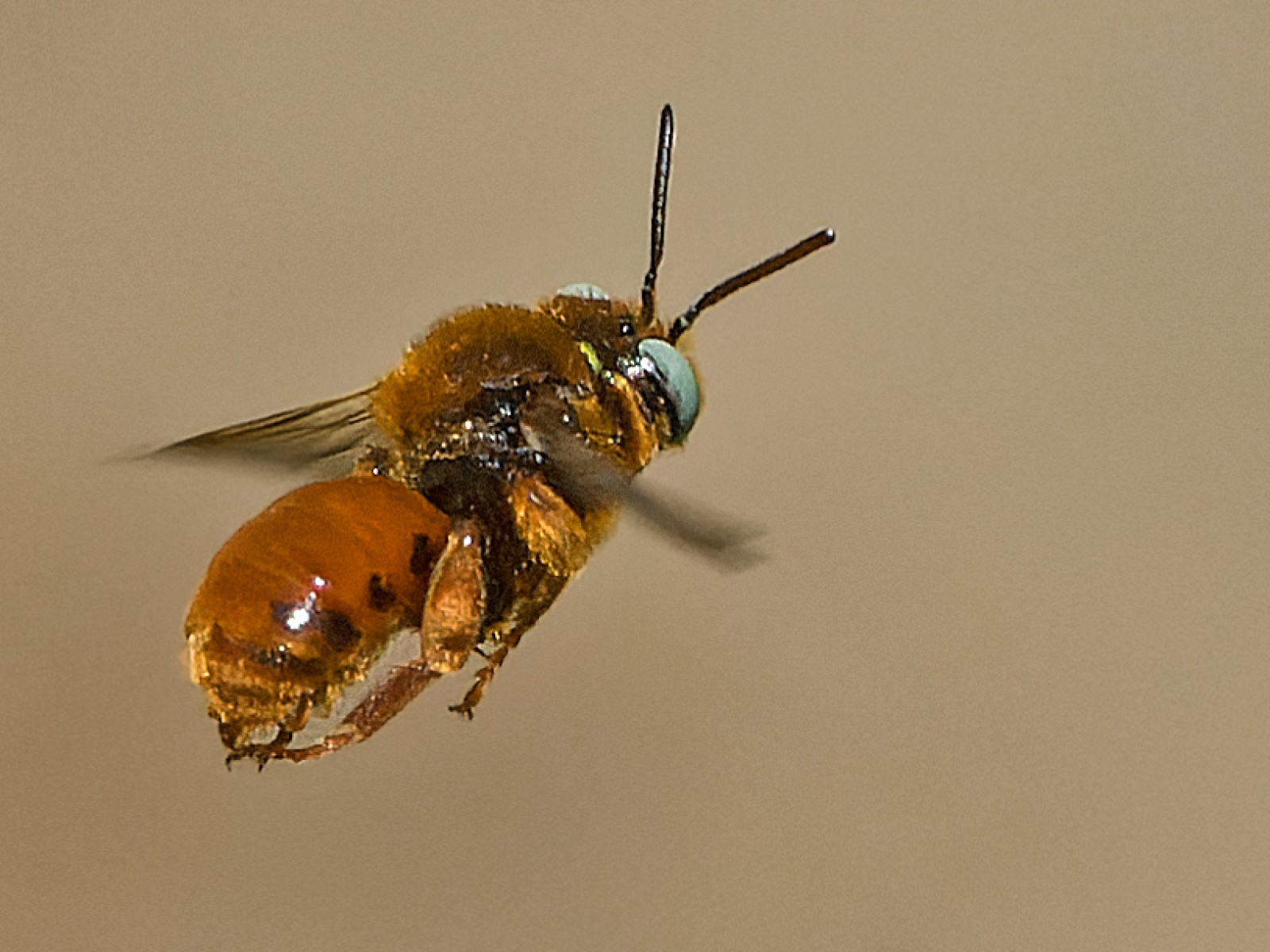 Bees : (Apidae) Epeoloides coecutiens