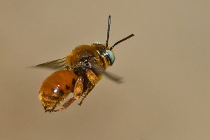 Bees : (Apidae) Epeoloides coecutiens