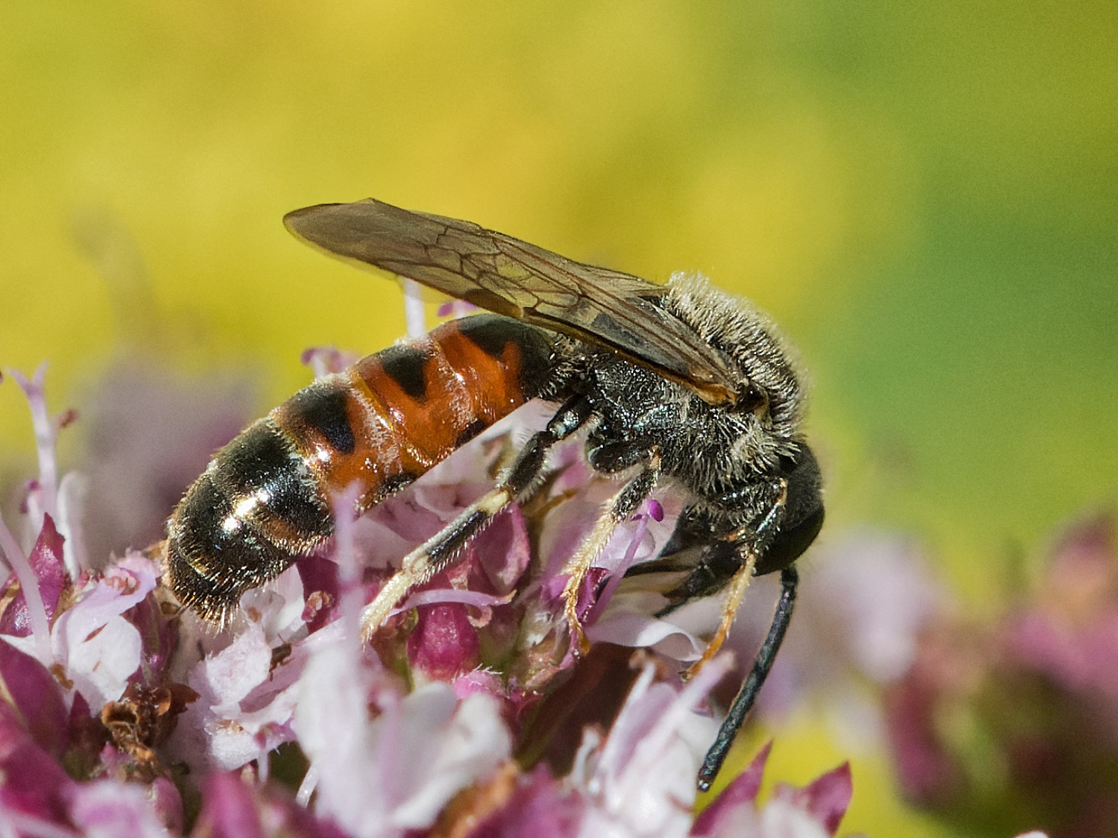 Bees : (Halictidae) Lasioglossum calceatum