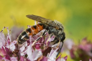 Bees : (Halictidae) Lasioglossum calceatum