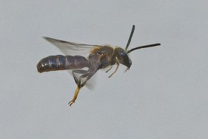 Bees : (Halictidae) 