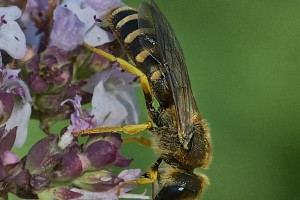 Bees : (Halictidae) Halictus scabiosae
