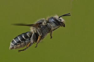 Bees : (Megachilidae) Hoplitis adunca
